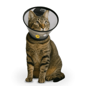 colar elizabetano gato