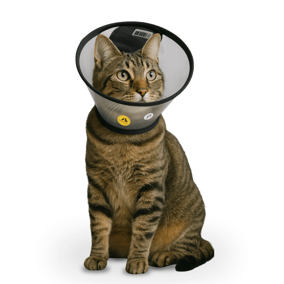 colar elizabetano gato