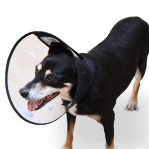Colar Elizabetano Confortável para Cachorro | Todos os Tamanhos | HelPety