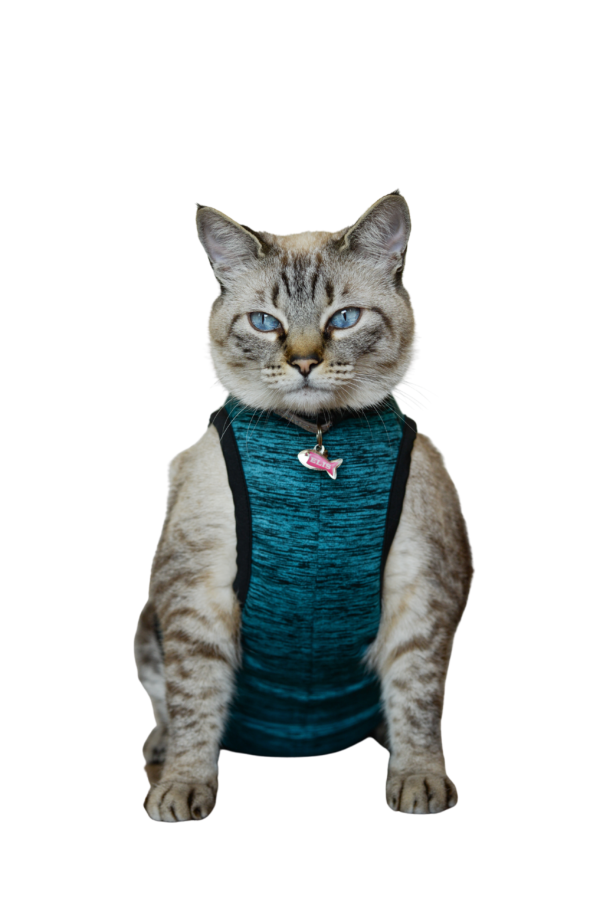 Roupa Pós-Cirúrgica Gato - Unissex - Imagem 2