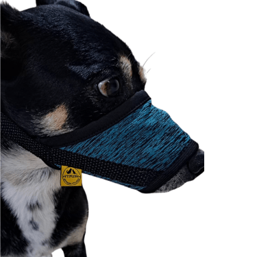 Cachorro usando Focinheira de tecido da Helpety