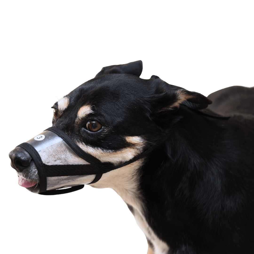 focinheira para cachorro