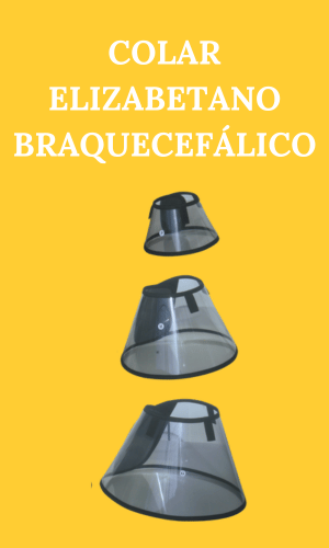 Colar Elizabetano braquecefálico