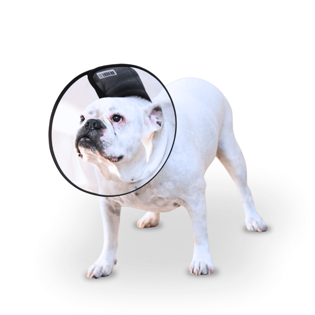 colar elizabetano braquicefálico