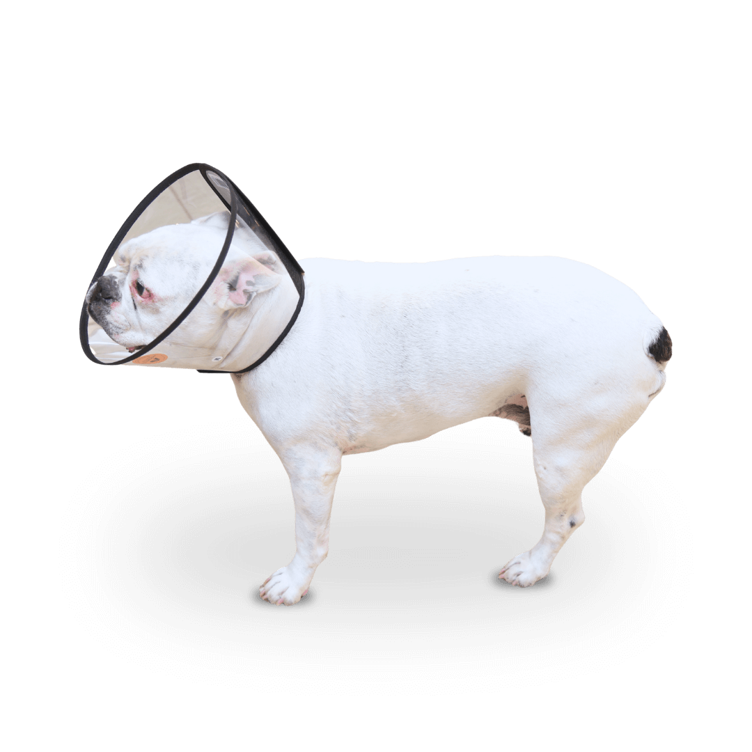 colar elizabetano braquicefálico