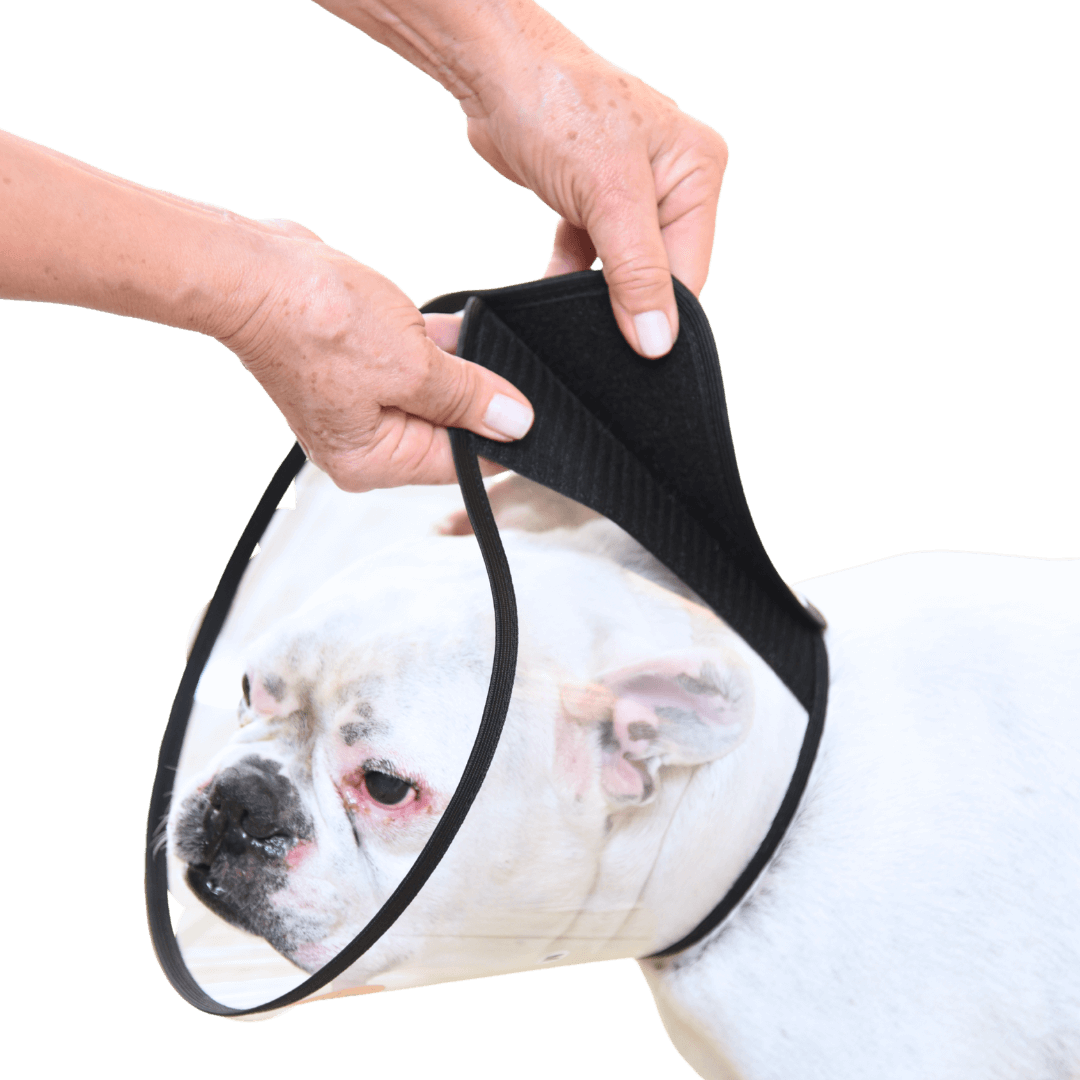 colar elizabetano confortável