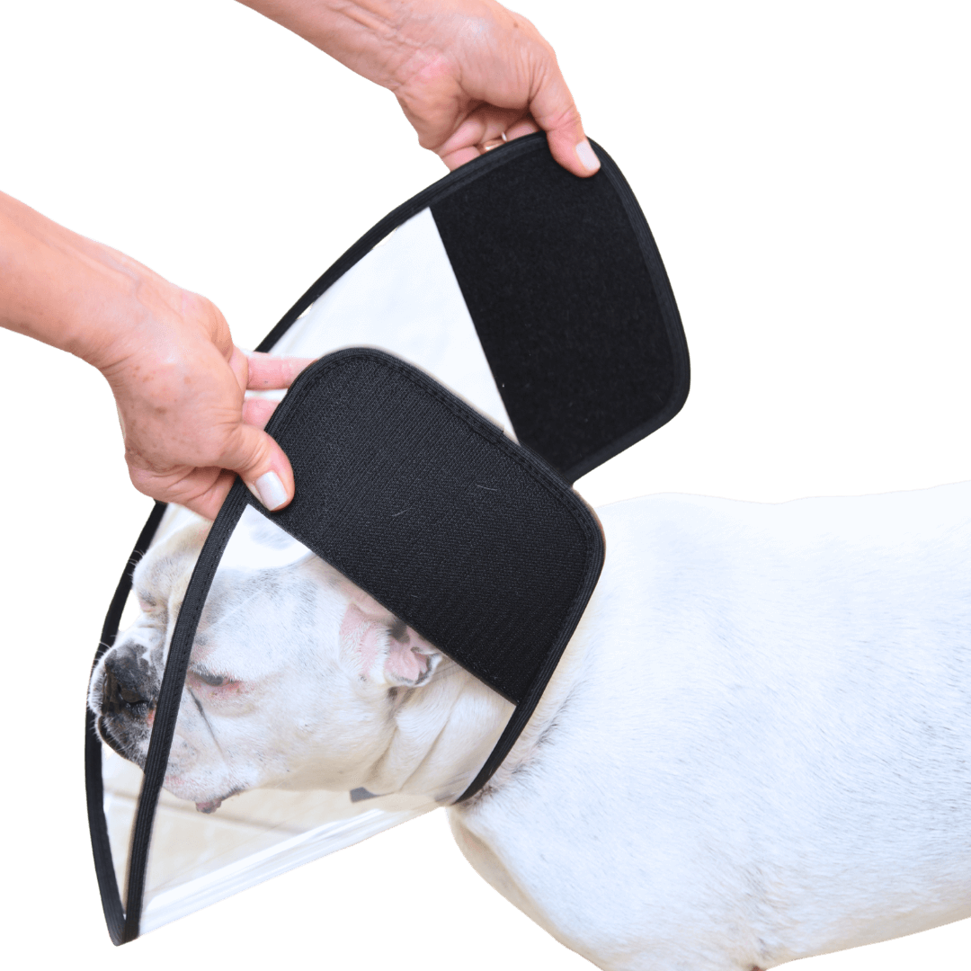 colar elizabetano flexível